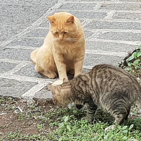 Ragalna Alle Pendici Dell'Etna المظهر الخارجي الصورة