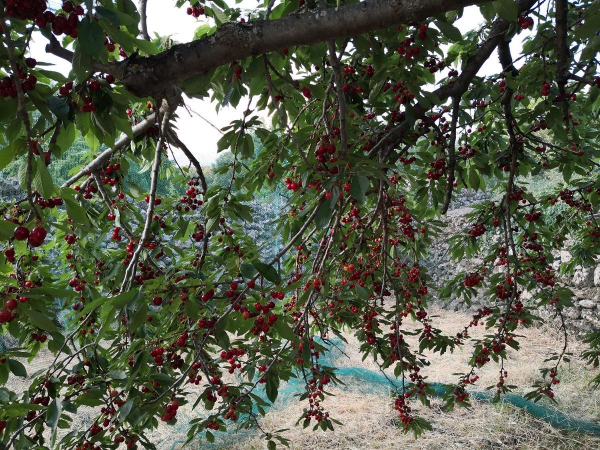 Ragalna Alle Pendici Dell'Etna المظهر الخارجي الصورة
