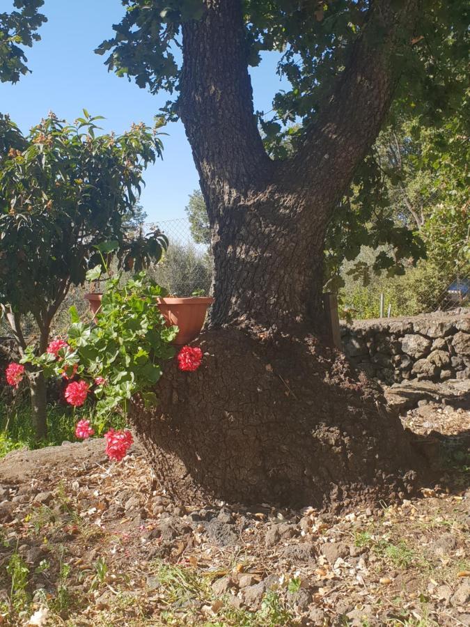Ragalna Alle Pendici Dell'Etna المظهر الخارجي الصورة