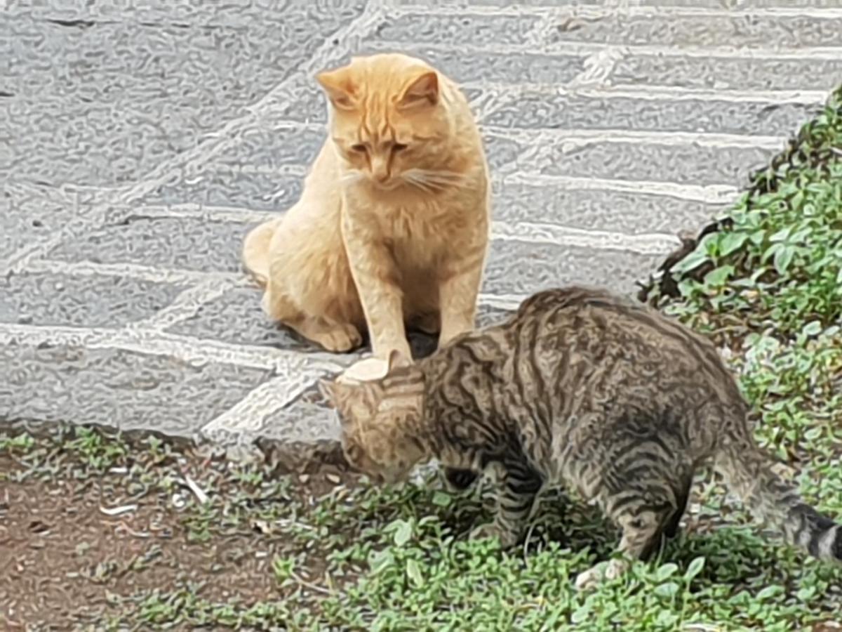 Ragalna Alle Pendici Dell'Etna المظهر الخارجي الصورة